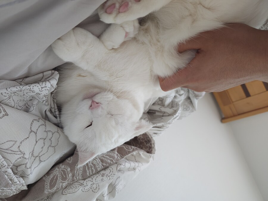 고양이랑 같이 누워있는중_1.jpg