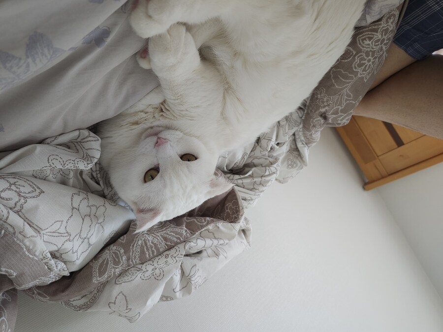 고양이랑 같이 누워있는중_4.jpg