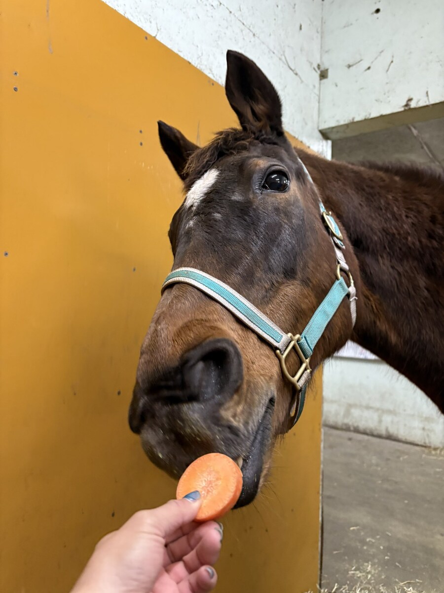 말딸) 도베르 근황.horse_1.jpg