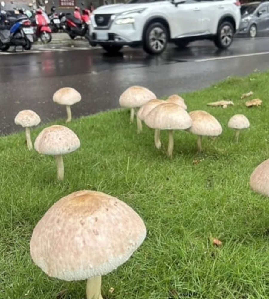 1년치 비가 일주일동안 내린 대만의 여름날_1.jpg