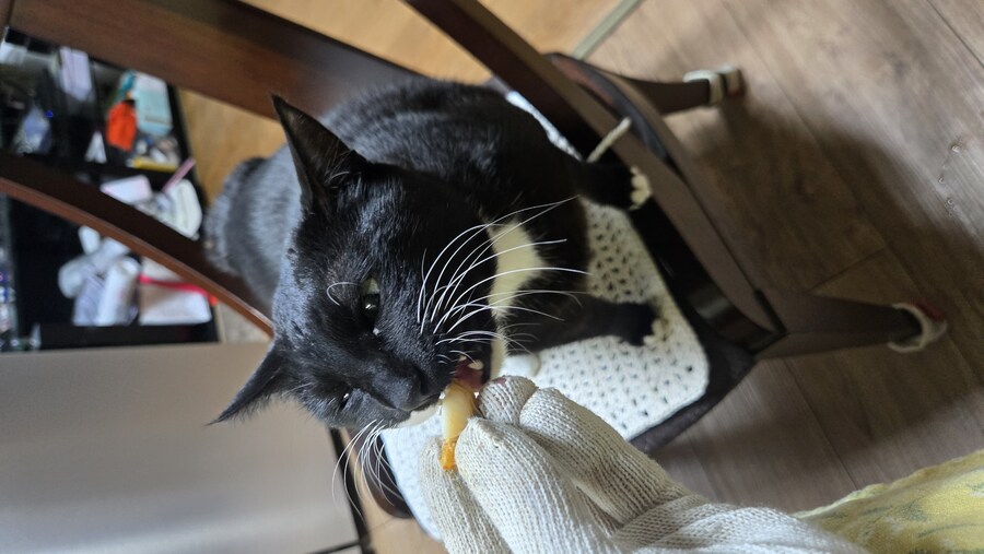 야옹이랑 먹는 석화가리비찜_31.jpg