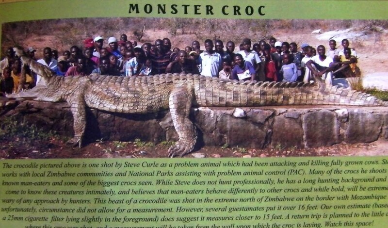 악어 업계 근황.jpg_1.jpg