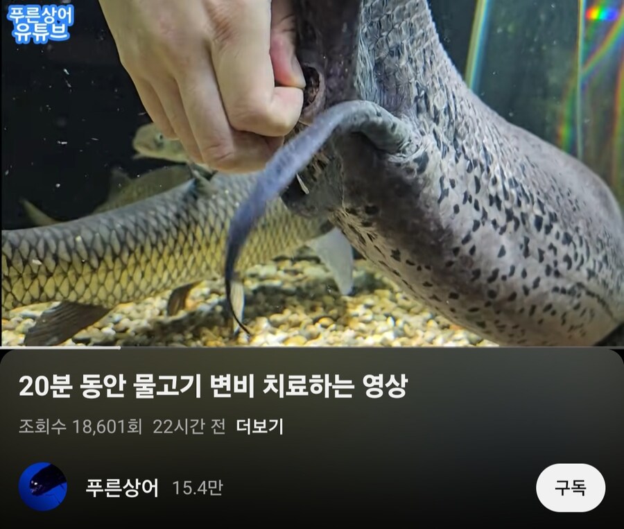 살다살다 물고기 변비 치료하는 영상도 보네_1.jpg