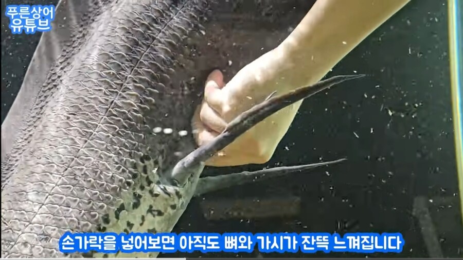 살다살다 물고기 변비 치료하는 영상도 보네_2.jpg