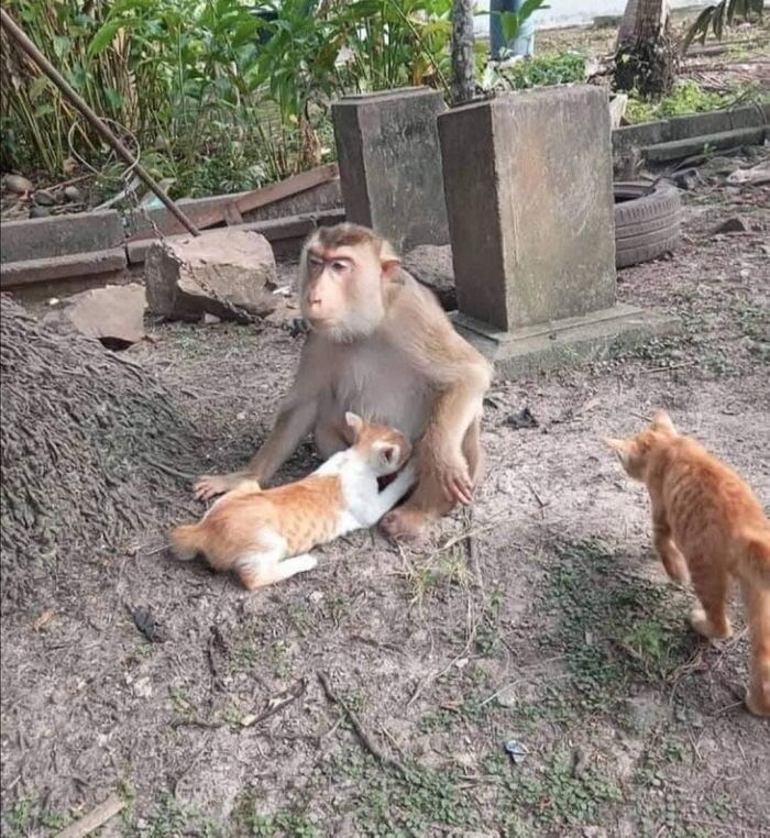 "하아앗 원숭이 아저씨를 믿었는데!" 짤의 진실.jpg_2.jpg