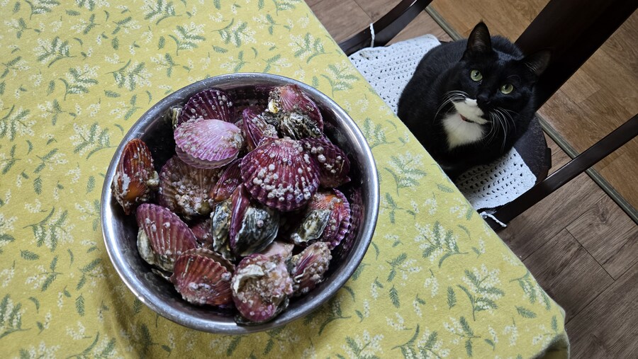 야옹이랑 먹는 가리비새우버터볶음_1.jpg