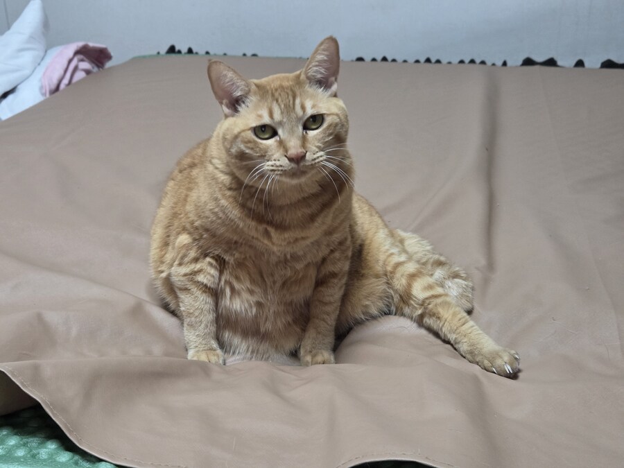 고양이를 괴롭히겠습니다_1.jpg