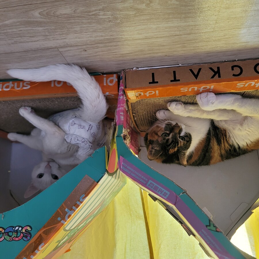 울집 고양이들_1.jpg