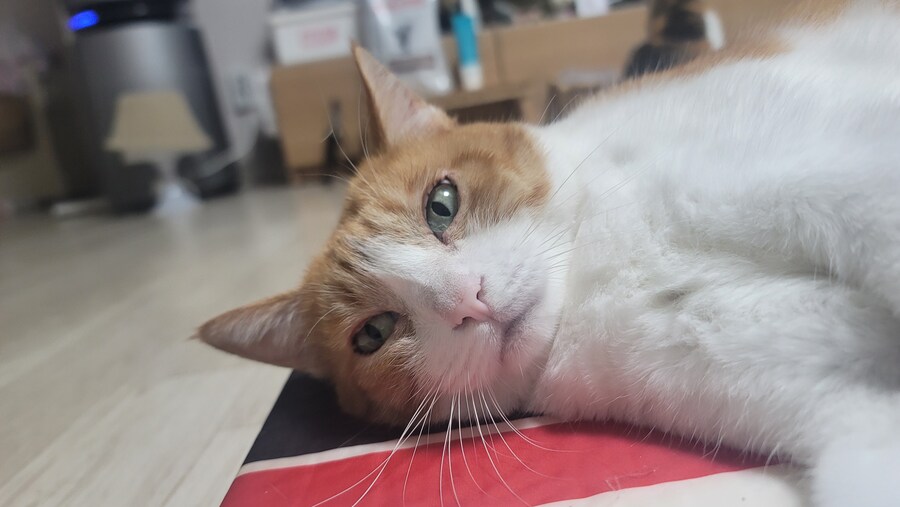 울집 고양이들_4.jpg