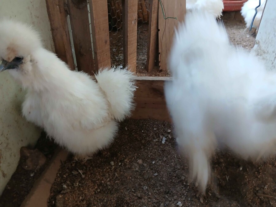 수녀님 몰래 큰 닭장 올려야지 (2트)_2.jpg