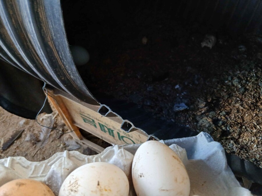 수녀님 몰래 큰 닭장 올려야지 (2트)_6.jpg