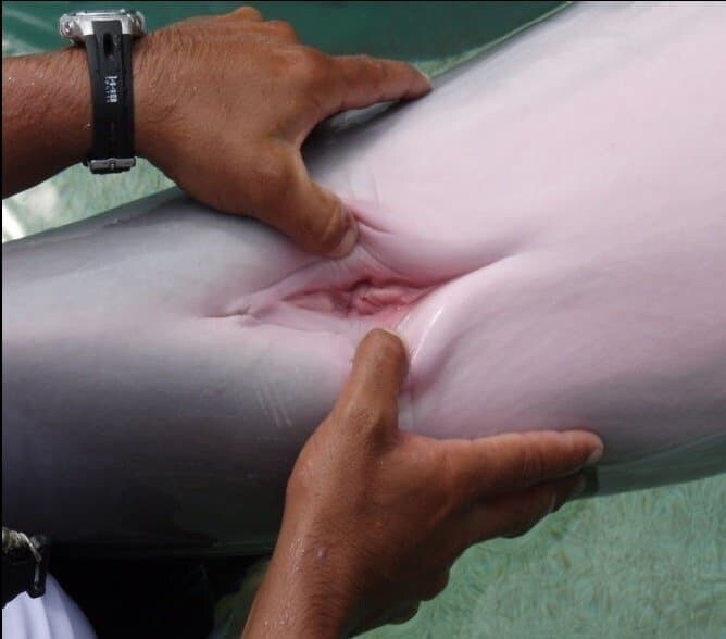 돌고래 보지라고 잘못 알려진 짤_1.jpg