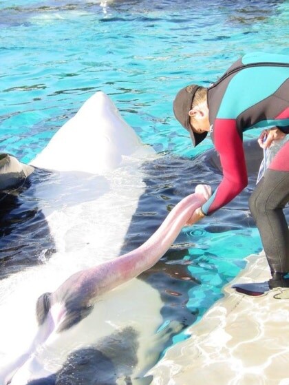 돌고래 보지라고 잘못 알려진 짤_3.jpg