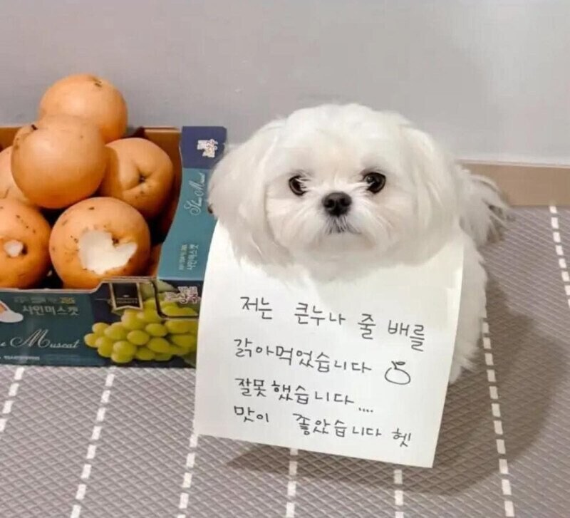 저는 큰누나의 배를 갉아먹었습니다_1.jpg