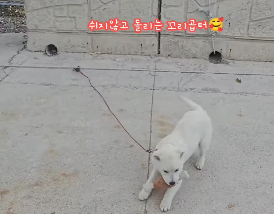 동물 키우는 유튜버는 힘들겠어_1.png