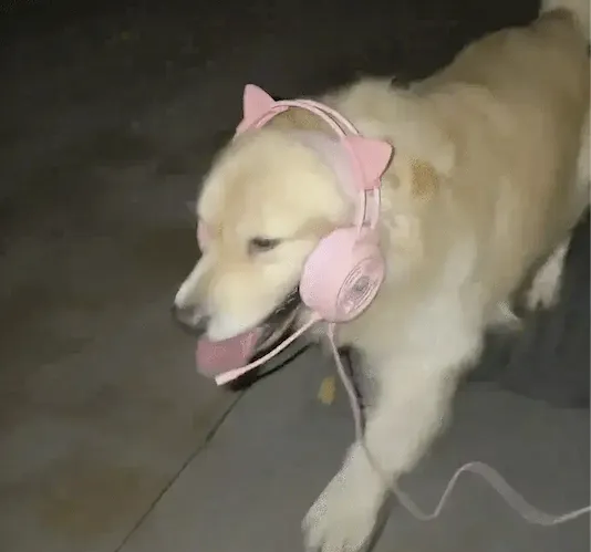 산책 중 리드줄이 끊어지자 주인이 꺼낸 물건._2.webp