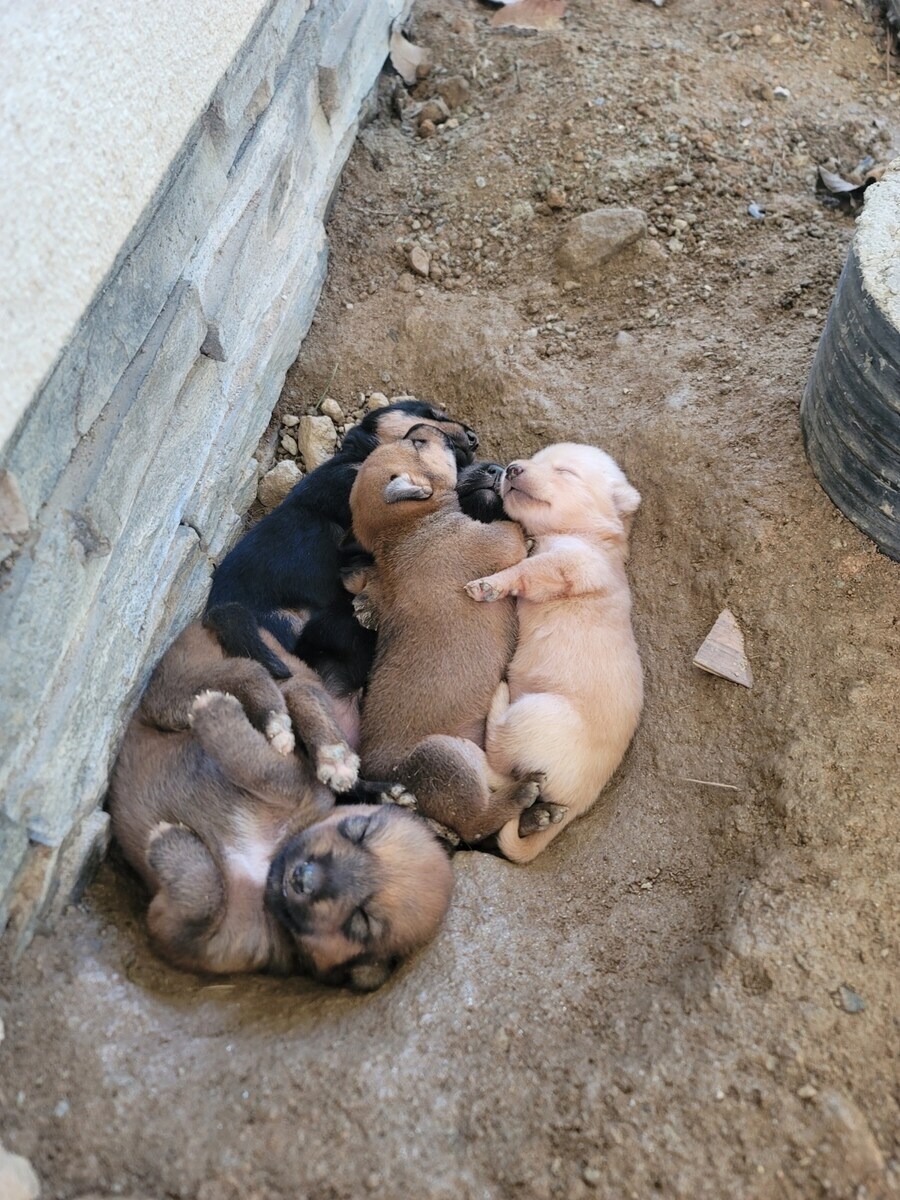 시골 똥깡아찌뜰_3.jpg