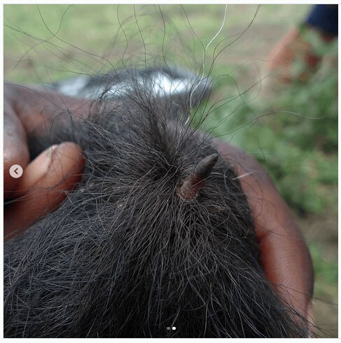 의외로 잘 모르는 꼬리에 가시가 있는 동물_6.png