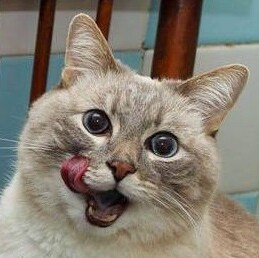 한국에 놀러온 일본인 바이커_114.png