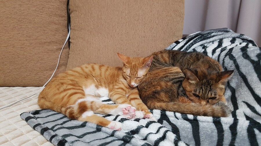 [26학번 새내기] 안녕하새오~ 새내기애오_12.jpg