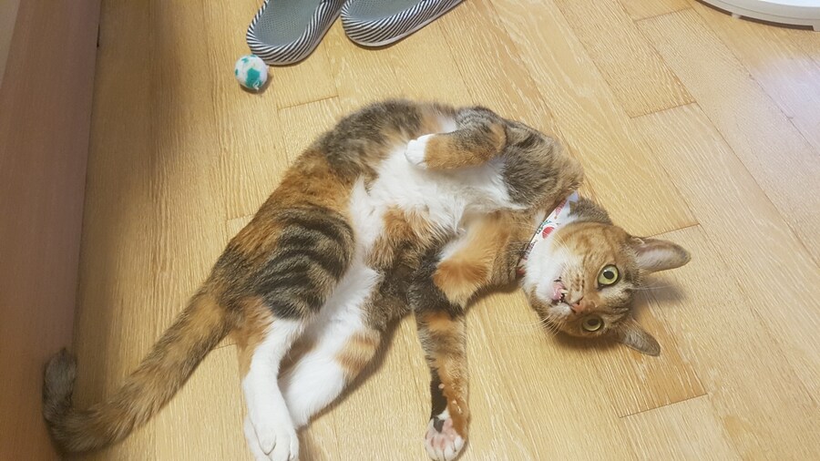 [26학번 새내기] 안녕하새오~ 새내기애오_16.jpg