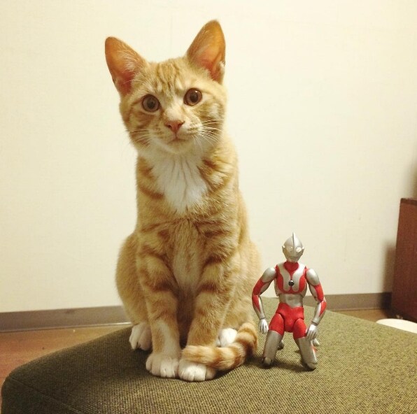 울트라맨과 성장하는 괴수_15.jpg