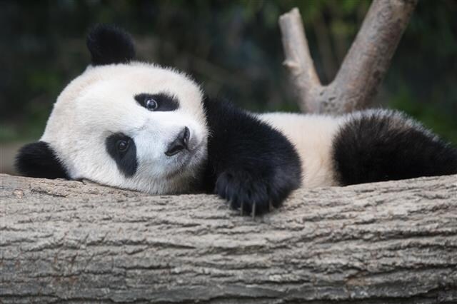 다시 푸바오 와달란 요청에 중국입장_1.jpg