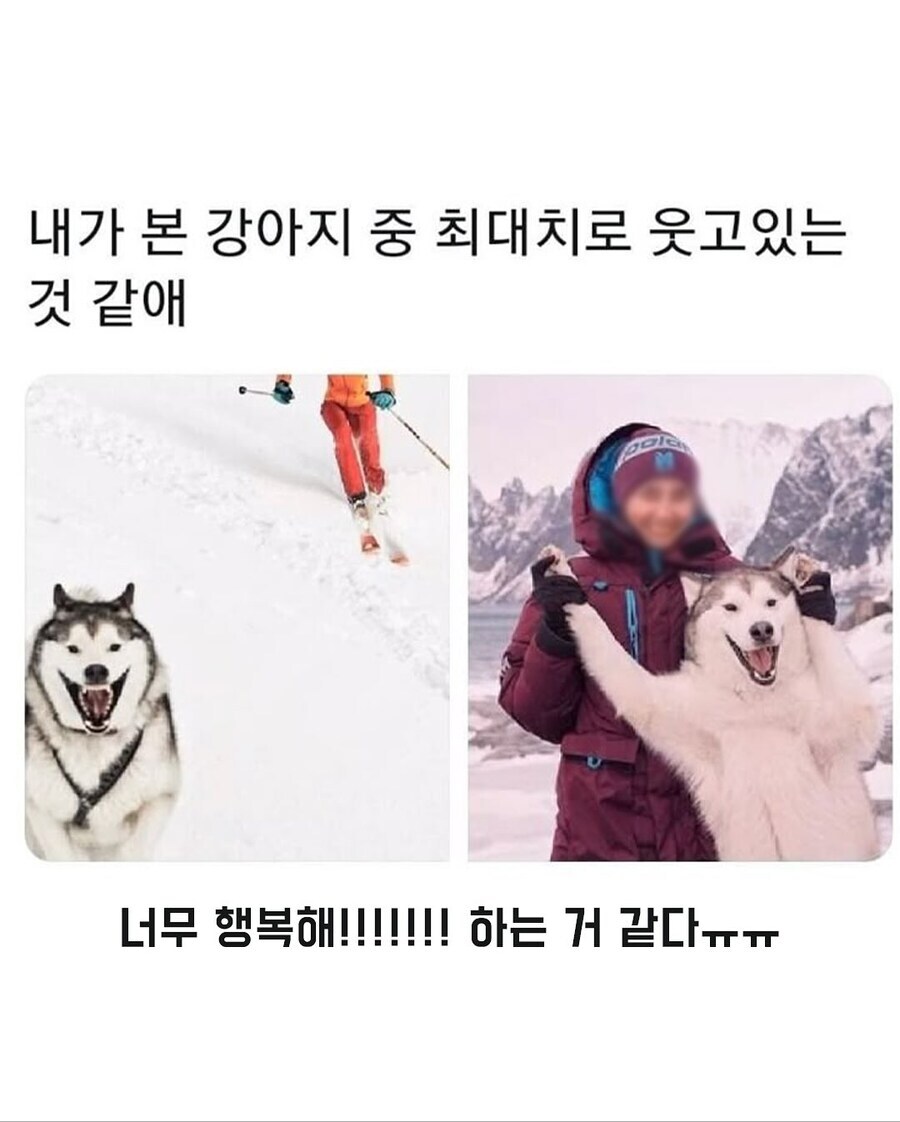 아무리 봐도 기안이 키우던 강아지 같음ㅋㅋㅋ_1.jpg