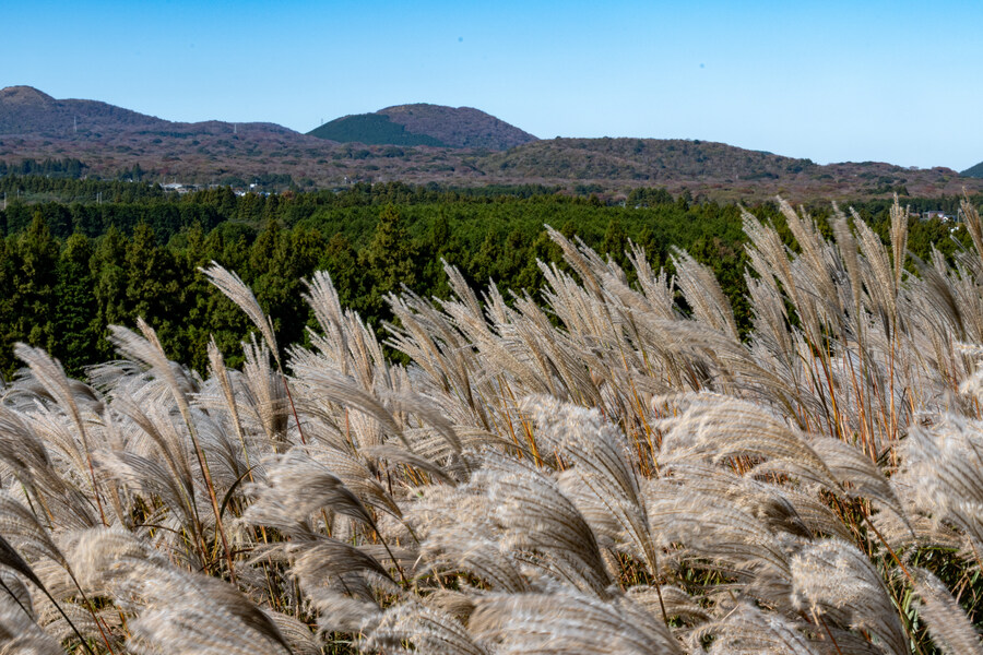 25년 11월 제주 여행_90.jpg