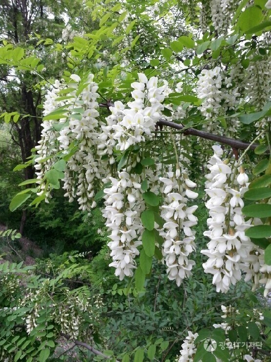 민둥산이었던 한국의 산을 다시 푸르게 만든 1등 공신 나무_1.jpg