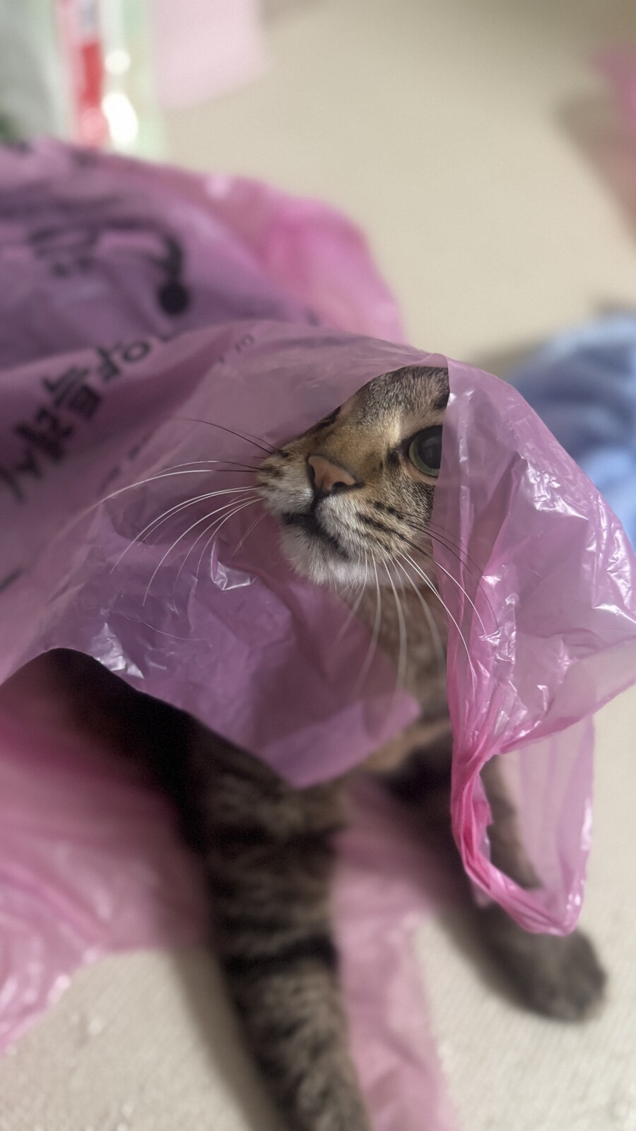 쓰레기봉투에 버려진 고양이 흑흑_2.jpg