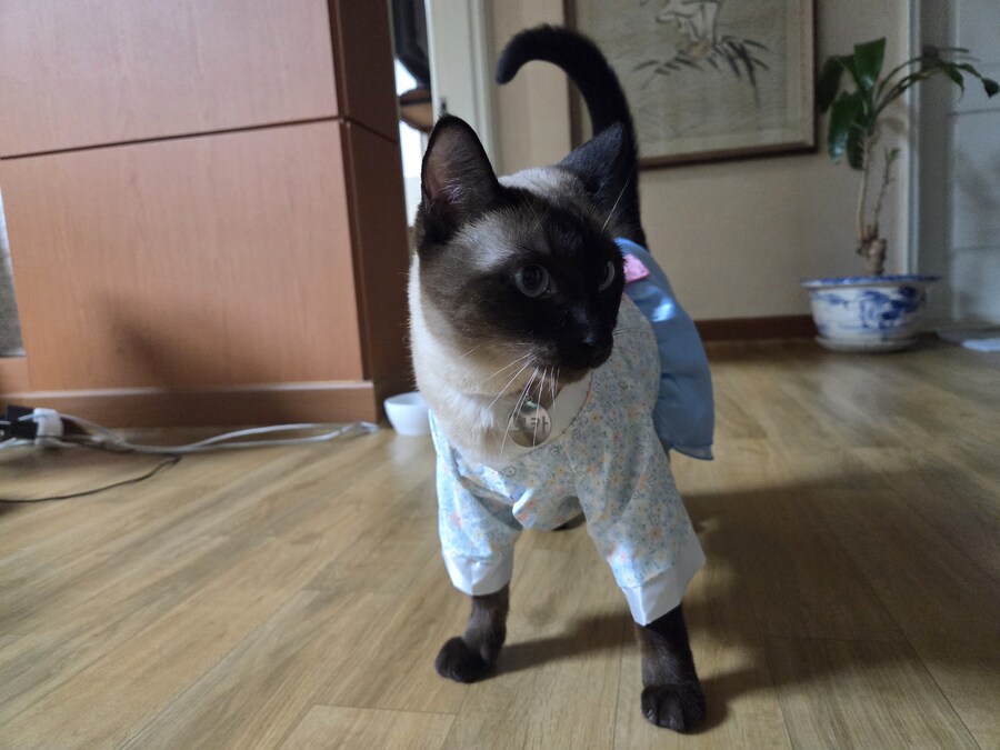 태국 오토코노코 하의실종 한복차림 ㄷㄷㄷ_4.jpg