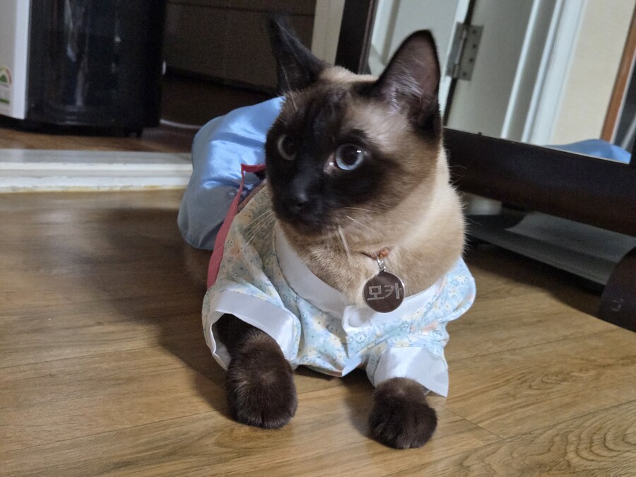 태국 오토코노코 하의실종 한복차림 ㄷㄷㄷ_6.jpg