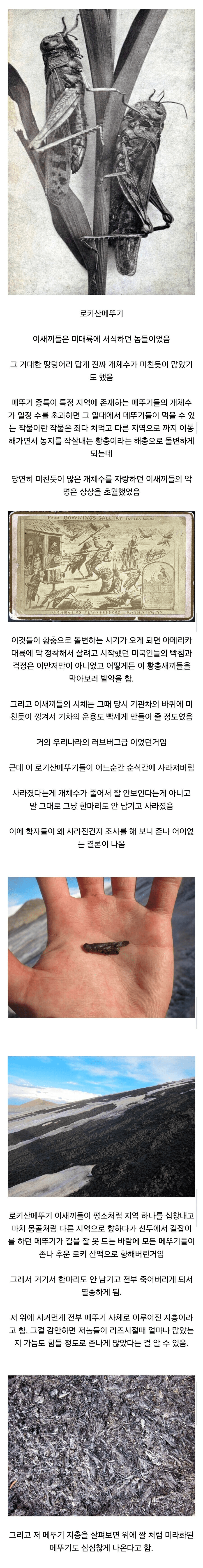 멸종 원인이 가장 골때리는 곤충 원탑 ㅋㅋㅋㅋㅋㅋㅋㅋ_1.webp