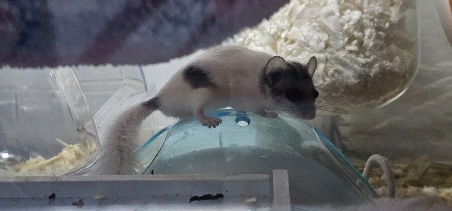 겨울잠1쥐) 피규어인가봐_1.jpg