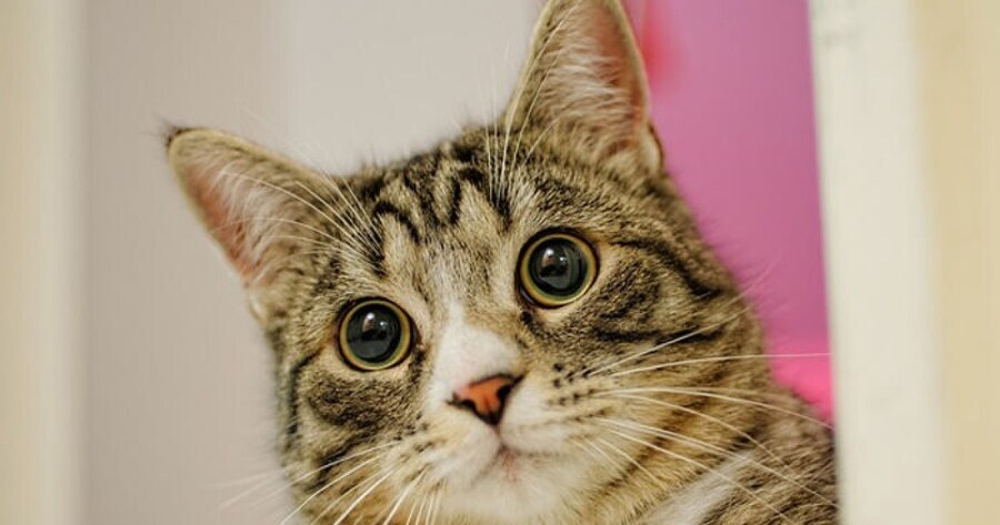 재밌다고 난리난 스폰지밥 극장판.movie_12.jpg