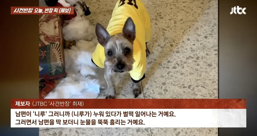 6년 전 잃어버린 반려견이 돌아왔다_5.webp