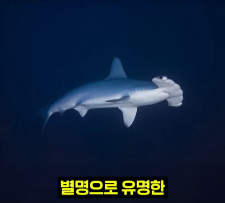 펄펄 끓는 활화산 속에서 발견된 상어.jpg_16.jpg