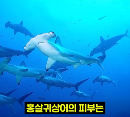 펄펄 끓는 활화산 속에서 발견된 상어.jpg_17.jpg