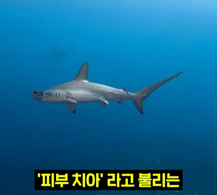 펄펄 끓는 활화산 속에서 발견된 상어.jpg_18.jpg
