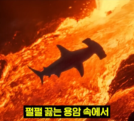 펄펄 끓는 활화산 속에서 발견된 상어.jpg_28.jpg