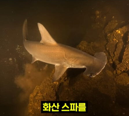 펄펄 끓는 활화산 속에서 발견된 상어.jpg_34.jpg