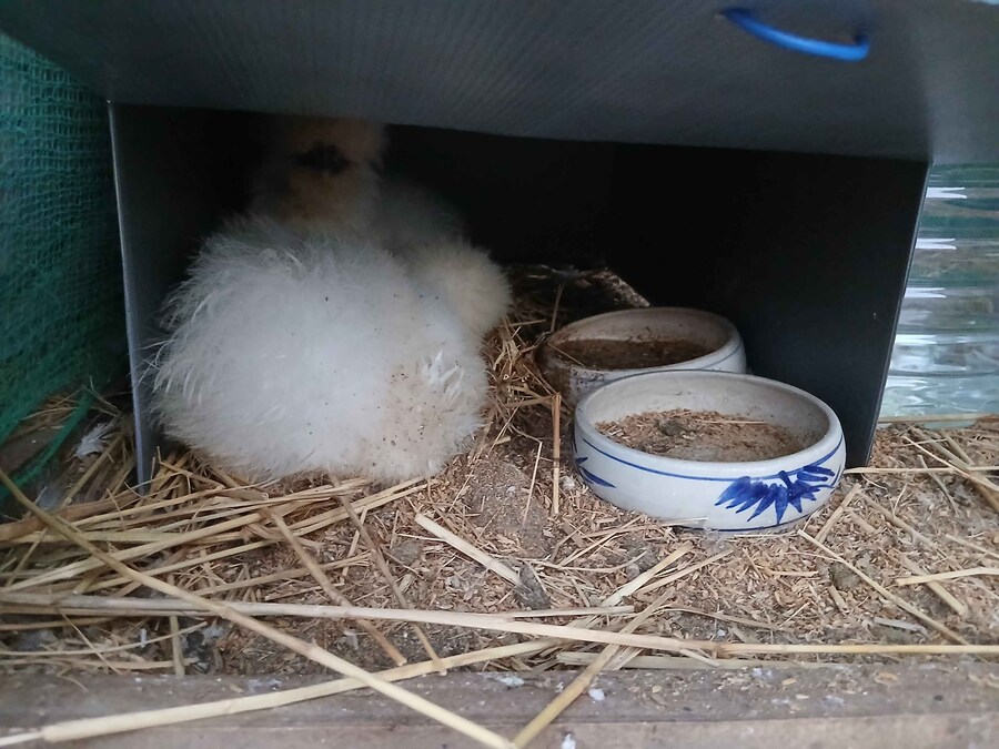 리노아몰래 달걀품고있는 하얀닭들 올려야지_3.jpg