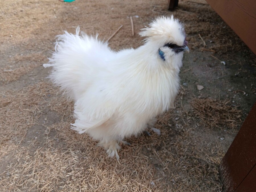 리노아몰래 달걀품고있는 하얀닭들 올려야지_6.jpg