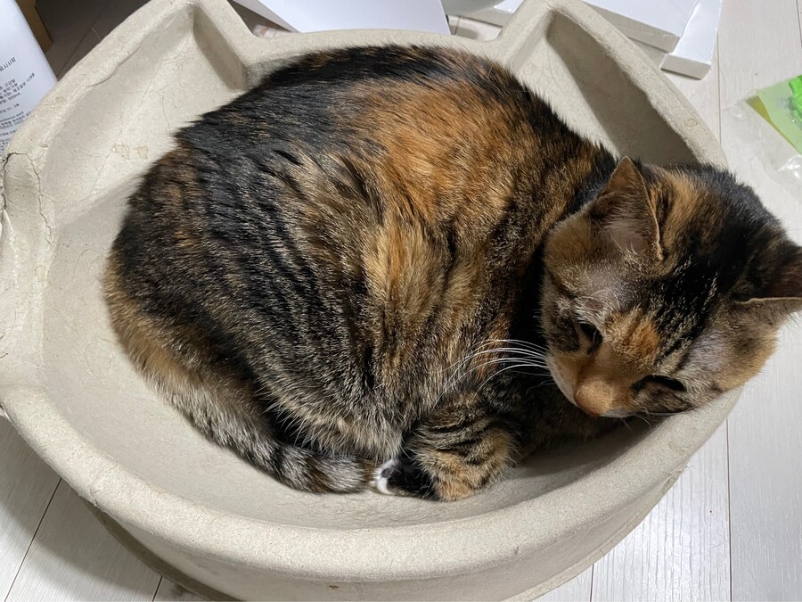 우리집 괭이 다이어트 성공함_2.jpg