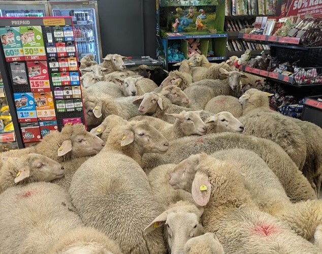 배고픈 양 50마리에 습격당한 슈퍼마켓_1.png