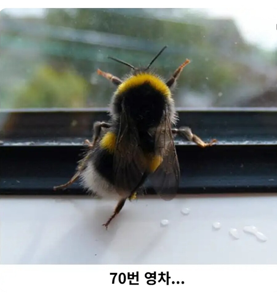 꿀꽈배기 한 봉지에 들어 있는 꿀의 양_2.jpg