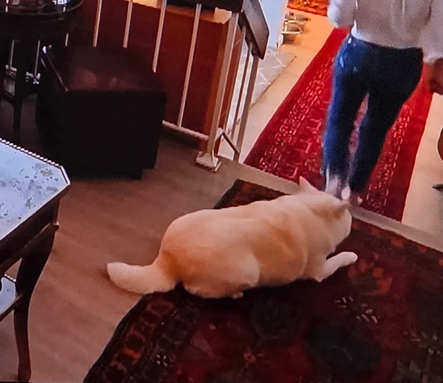 미국 가서 확대 당한 진도개_2.webp