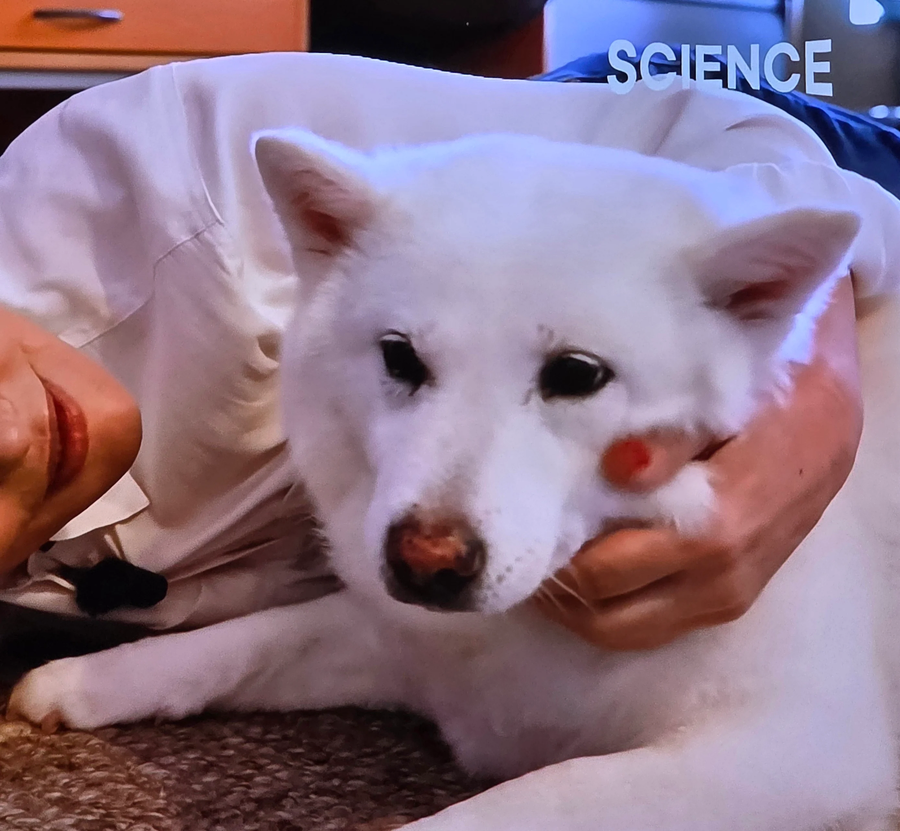 미국 가서 확대 당한 진도개_4.webp