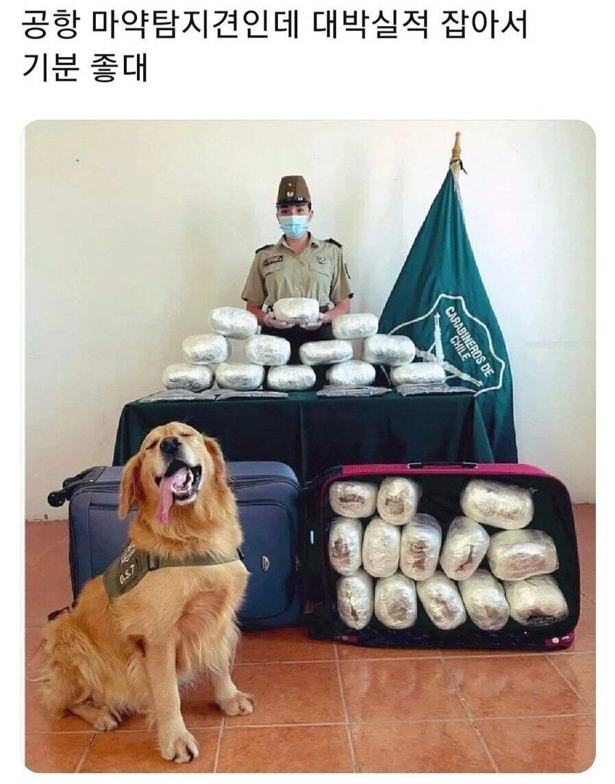 기분 개 좋은 골든 리트리버_1.jpg